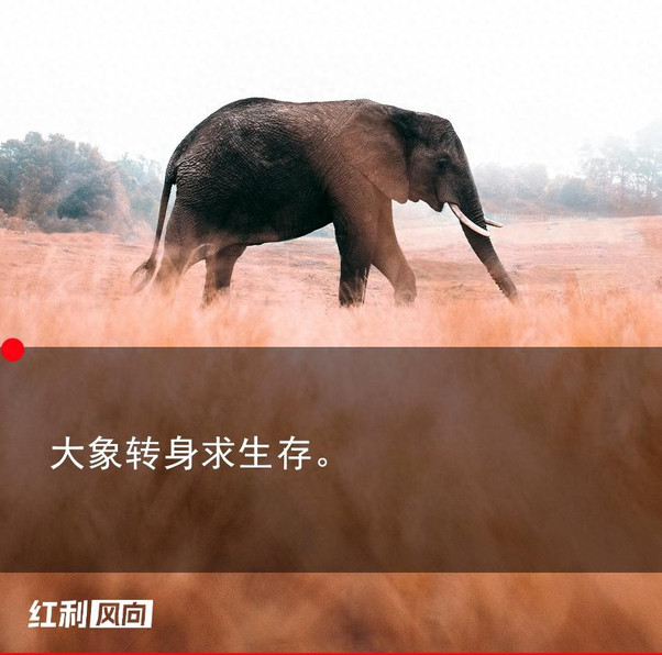 不裁员了，美的要拿什么自救？